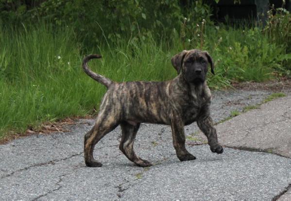 Riocha's Sky walker | Perro de Presa Canario 