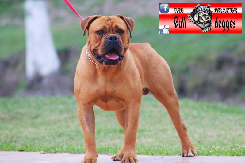 Kangpen's Cyclone Chak | Olde English Bulldogge 