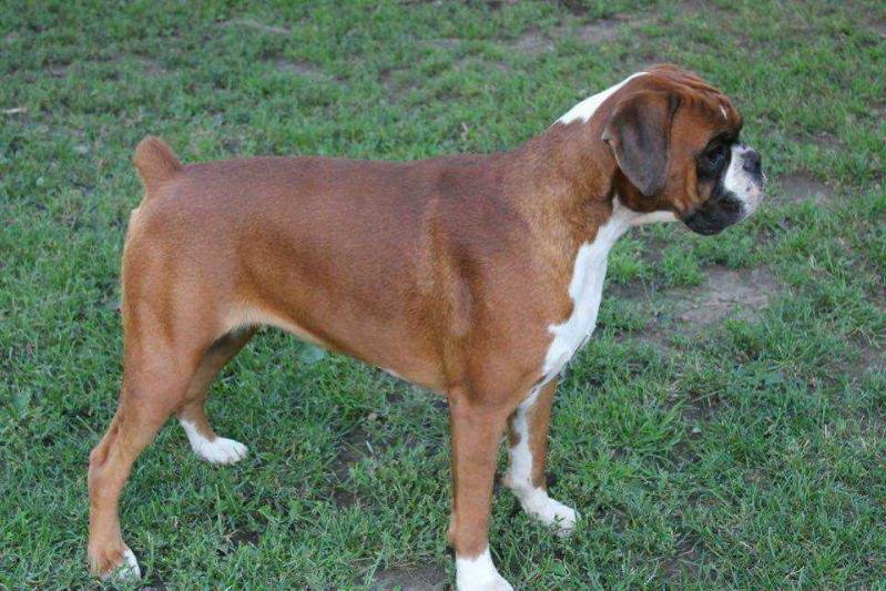 Winola von Euro-Dream | Boxer 