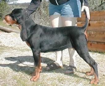 Fullmoon’s Witch of the West | Black and Tan Coonhound 