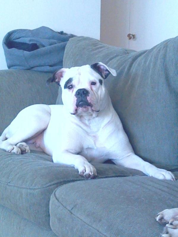 Bully Rascalz Athena of ORBK | American Bulldog 