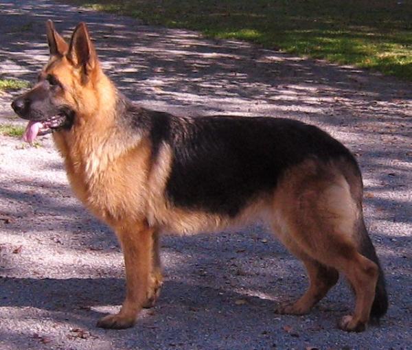 Hanna Vom Tor | German Shepherd Dog 