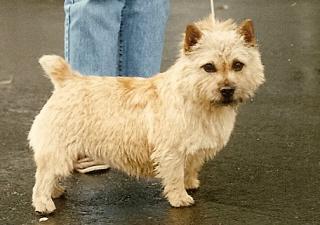 Zondas Red Evening Star | Norwich Terrier 