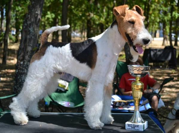 Borey Vom Yahy | Wire Fox Terrier 