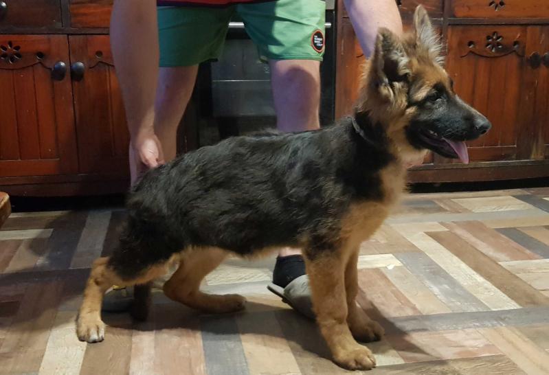 Sienna Adi | German Shepherd Dog 