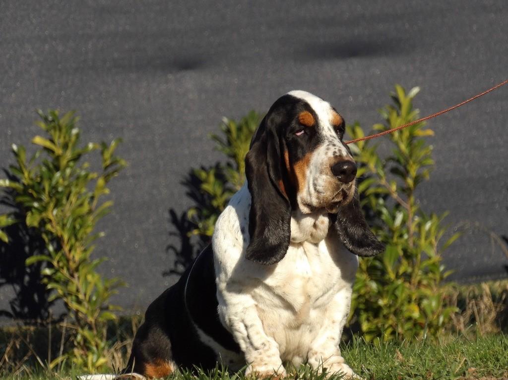 Magic Beam Ricci nina | Basset Hound 