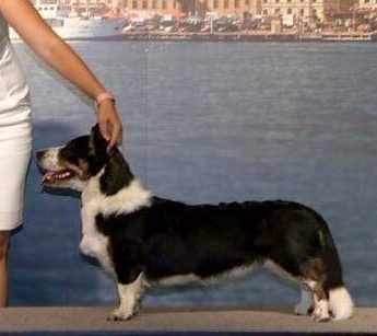 Ingermanlandija Scarlett | Cardigan Welsh Corgi 