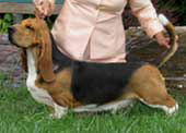 TOPSFIELD-SANCHU WHEATIES | Basset Hound 