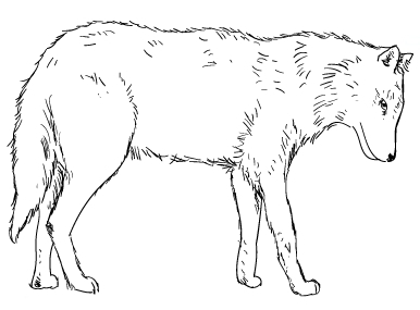 Šarik Canis Lupus Lupus | Czechoslovakian Wolfdog 