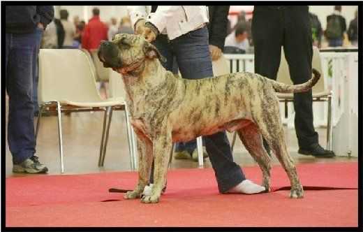 Ackon-Cagua du Baron des Crocs D'Ivoire | Perro de Presa Canario 