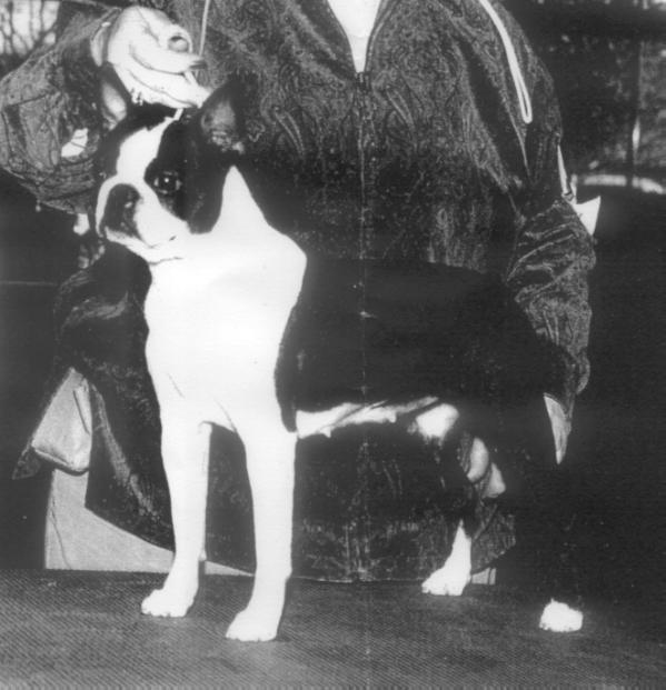 Pequoag J's Mason Dixie | Boston Terrier 