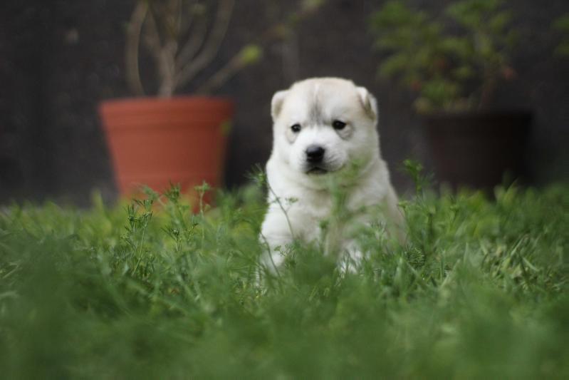 TRINITY VALENTIN | Siberian Husky 