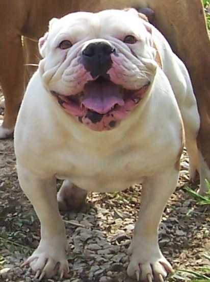 EastSide's Kandi | Olde English Bulldogge 