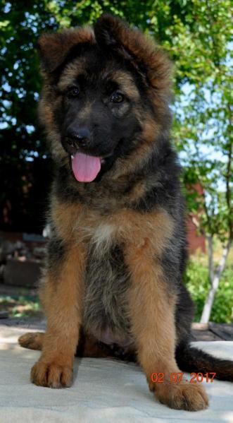 DERIKA | German Shepherd Dog 