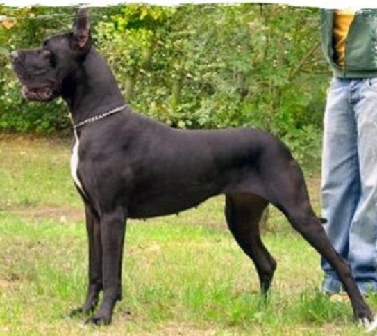 IMPERIA-A | Great Dane 
