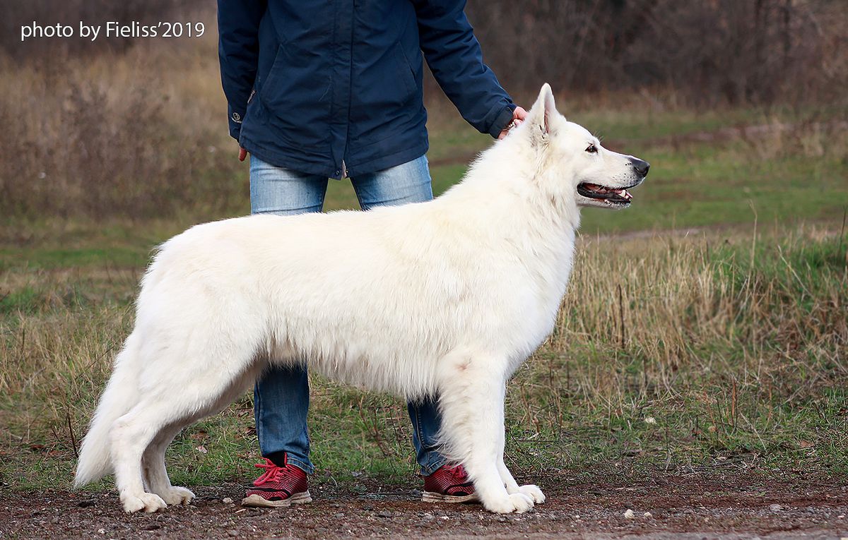 FIELISS CHESTER MCBRIGHT | White Swiss Shepherd Dog 