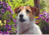 Inverbrae Lancaster | Jack Russell Terrier 