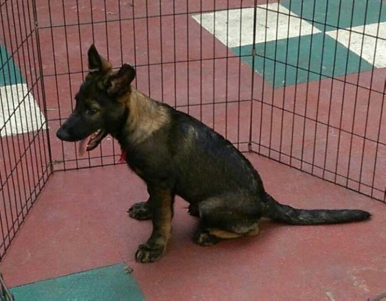 Terrence vom Blauen Adler | German Shepherd Dog 