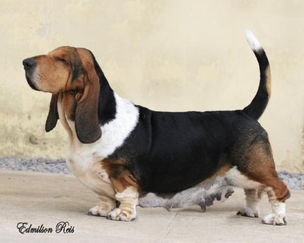 Raeder'S Rena | Basset Hound 