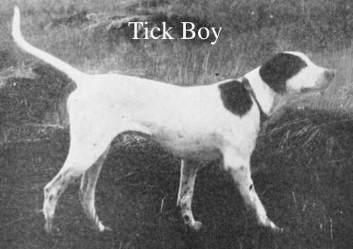 Tick Boy | Pointer 