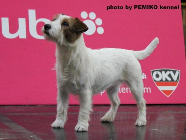 HIPOLITA  Magor | Jack Russell Terrier 