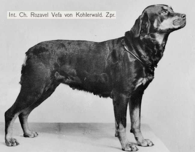 Rozavel Vefa von Kohlerwald | Rottweiler 