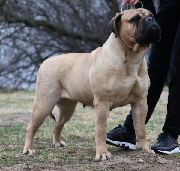 Petit Perle is Dvariskiu | Bullmastiff 