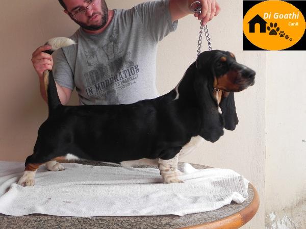 Big Long Blue's Saphira | Basset Hound 