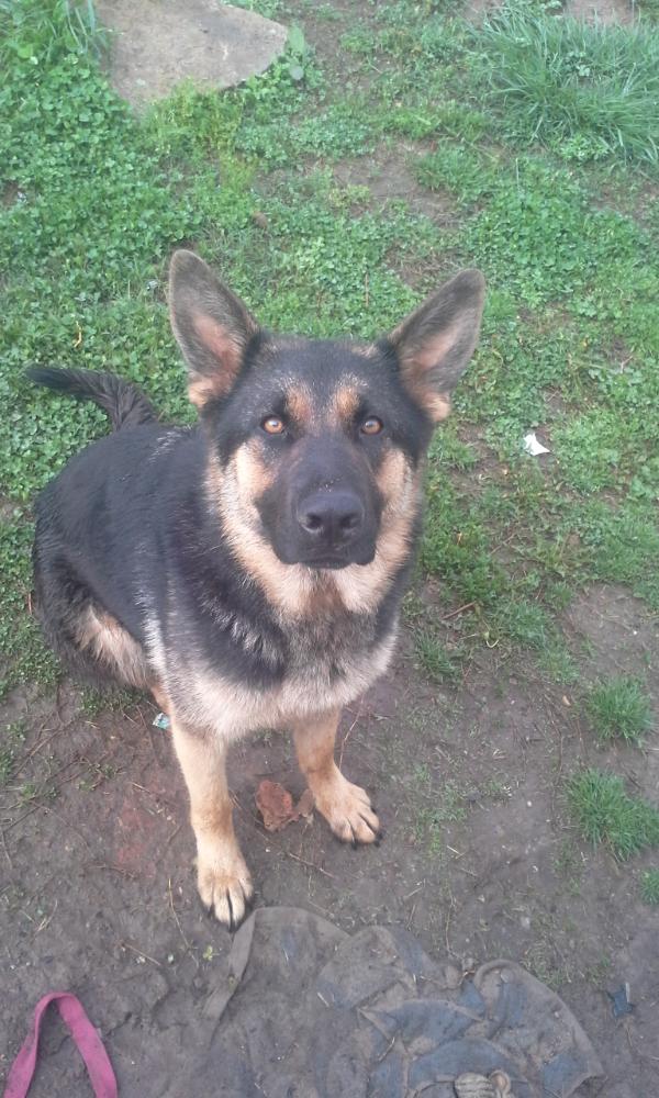 Karma On The Prowl | German Shepherd Dog 