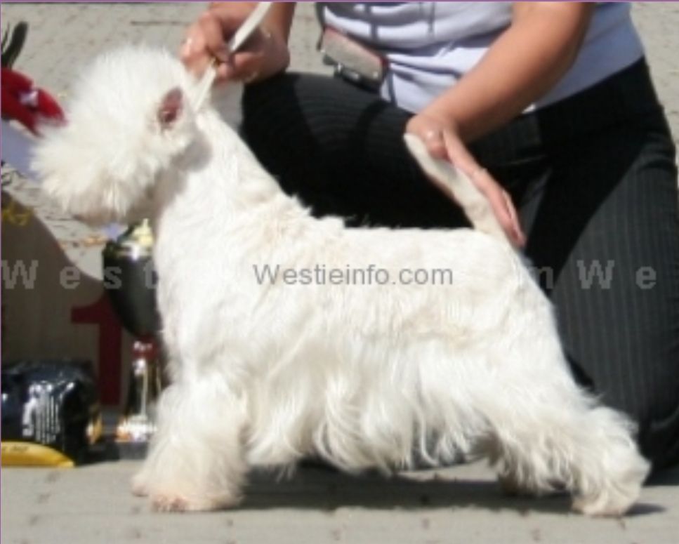 Zinedir White Oleander | West Highland White Terrier 