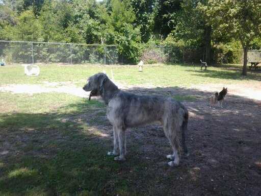 Sir Wolfbain Hambone of Cottonwood | Irish Wolfhound 