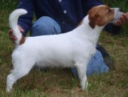 Goldsand's Bodil M | Jack Russell Terrier 