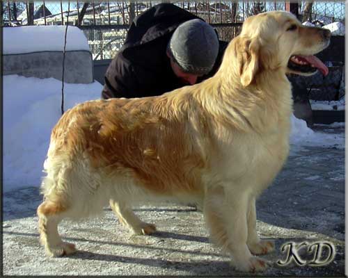 Kanrit Daly Free Love | Golden Retriever 