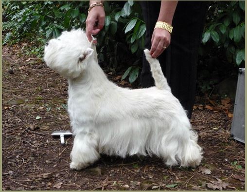 Sensation of Charisma | West Highland White Terrier 