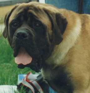 Worchester Lad of Bredwardine | Mastiff 