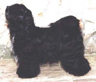 SHEYDON'S SAM-DUP | Tibetan Terrier 