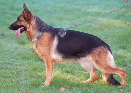 Samanta vom Solling | German Shepherd Dog 