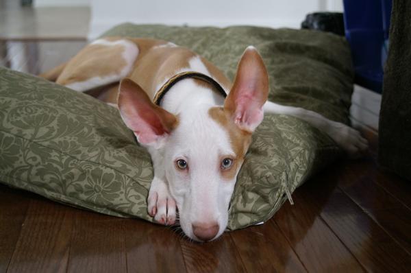 Einstein | Ibizan Hound 