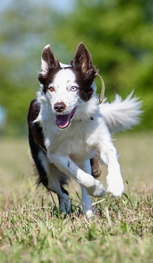 B6DR Zofia | Border Collie 