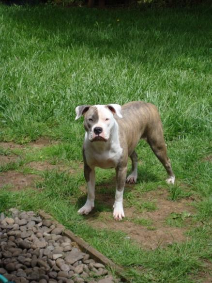 Miss Kola Tank of Browns Creek | American Bulldog 