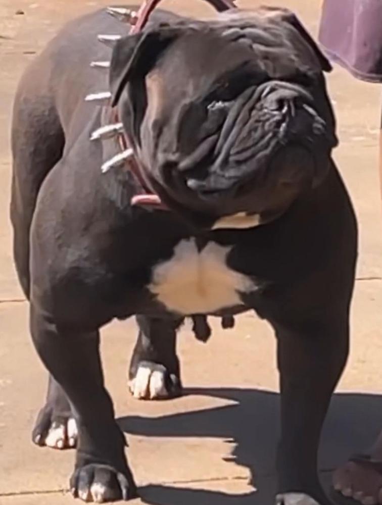 SUNSHINEBULLS' PULGA | Olde English Bulldogge 