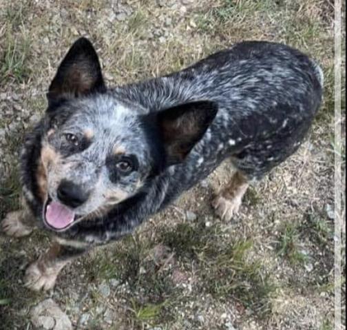 Minton farms conway | Australian Cattle Dog 