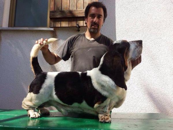 DEE JAY van Hollandheim | Basset Hound 