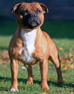 Janikastco Jumpin Jak Flash | Staffordshire Bull Terrier 