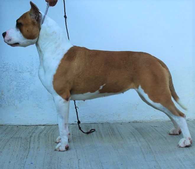 Camila Cardenas | American Staffordshire Terrier 