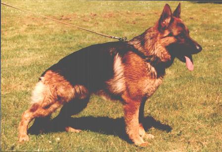 Roy van Noort | German Shepherd Dog 