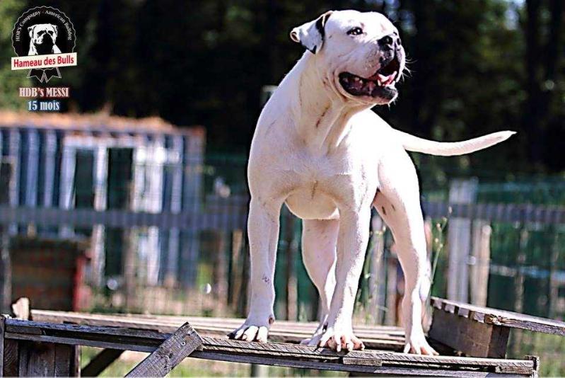 HDB Mes Que Un Dog aka Messi | American Bulldog 