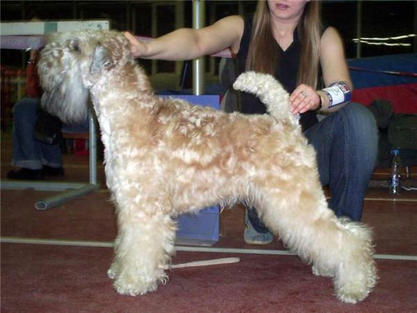 Misterija Remo Constanta | Soft Coated Wheaten Terrier 