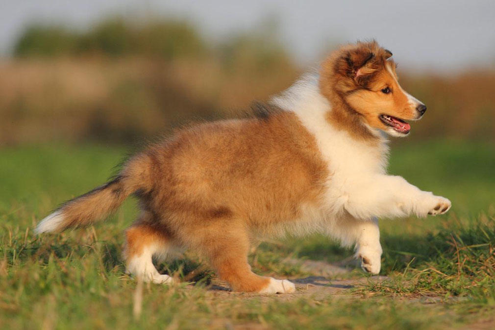 Shetland Sheepdog