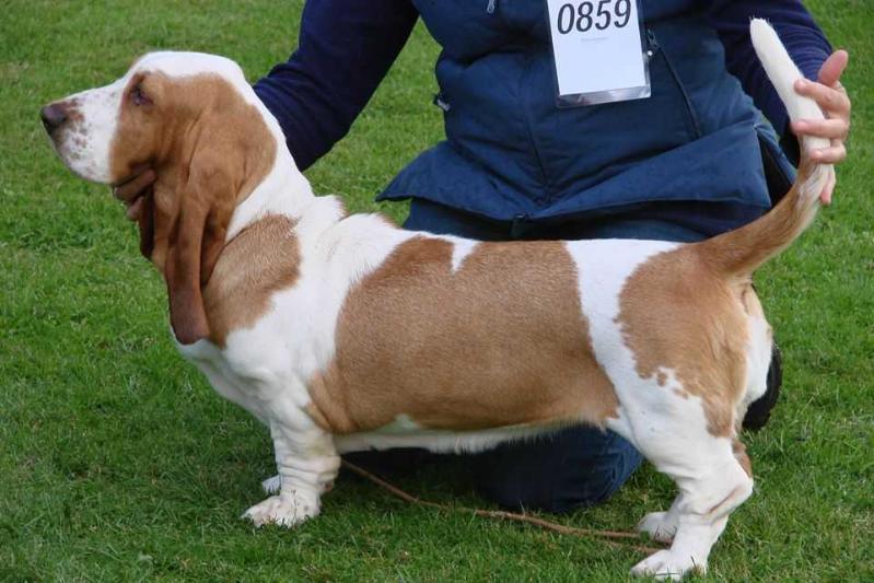 Pallbass Freja | Basset Hound 